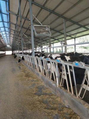 Çin Çiftliğinde Yüksek Kalite ile İnek Kafa Kilidi